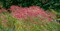 Rote Ähren zeigt Miscanthus sinensis "Red Chief".<br>