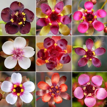 Waren bisher nur drei, sind nun neun Arten aus dem Drosera-microphylla-Komplex bekannt.