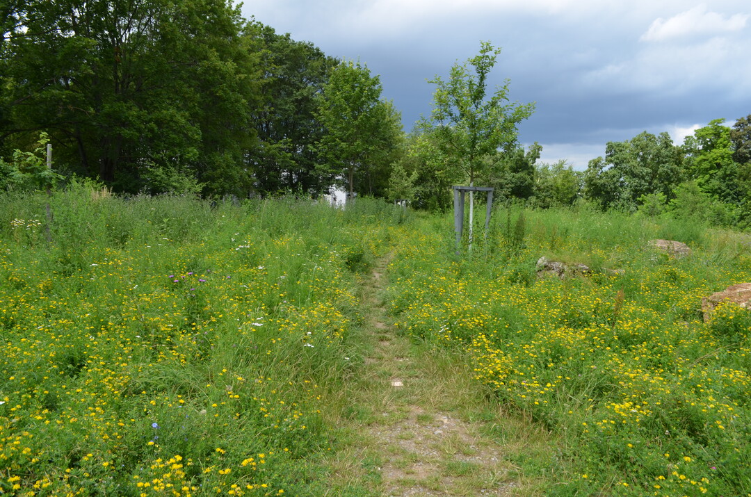 Ein Pfad durchquert die bltenreichen Magerwiese, Ende Juni unter anderem mit blhendem Hornklee und Weiem Steinklee.