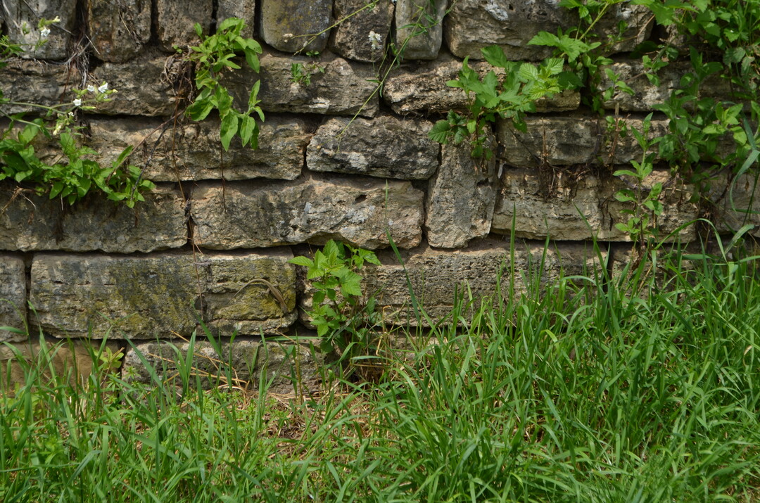 Die Trockenmauern sind ein Eldorado fr Eidechsen. Auch eine Vielzahl an Insekten ist im Park zu entdecken.