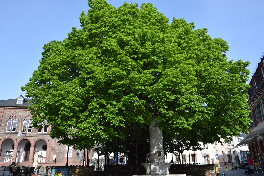 geleitete Winterlinde in Geisenheim