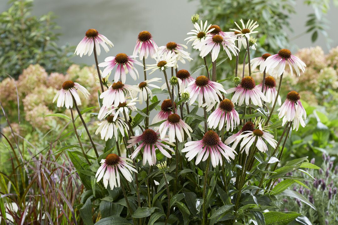 Echinacea "Pretty Parasol"