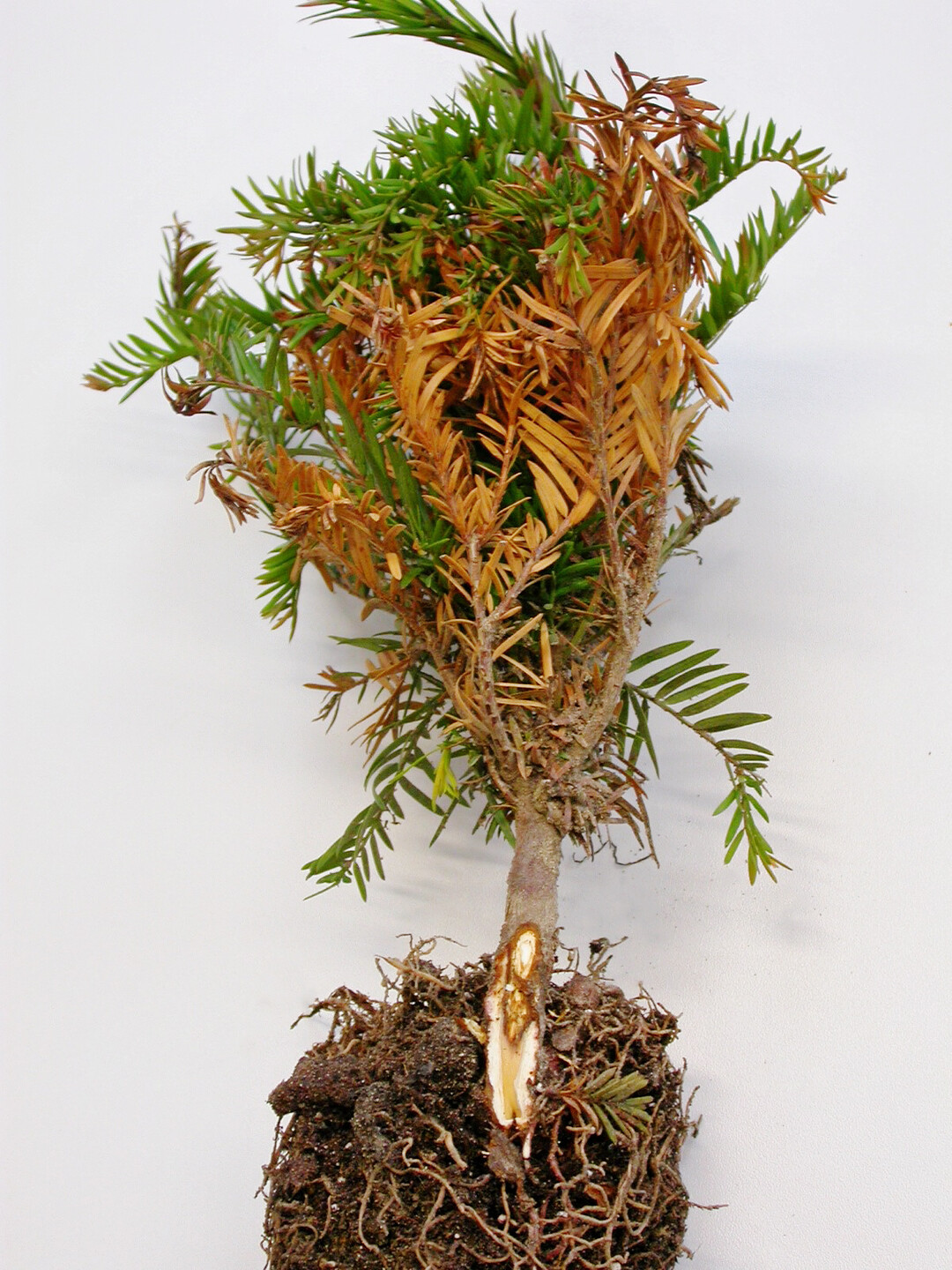 Absterbende Triebe und Stammfulen knnen auf die Pilzerkrankung Phytophthora hinweisen.<br>