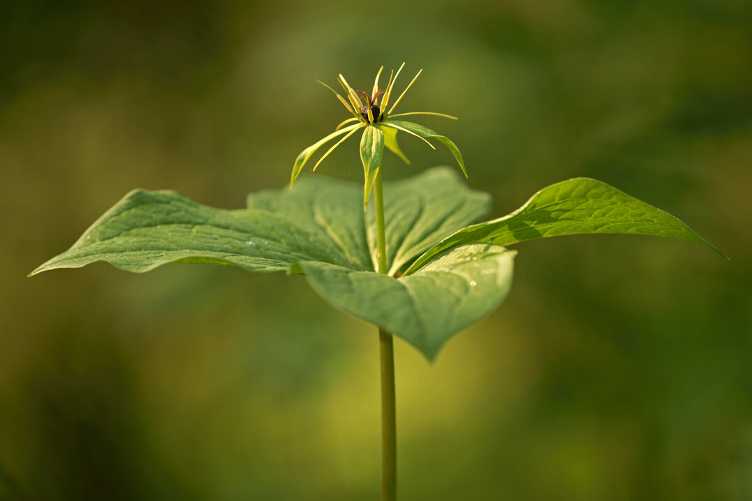 Die Einbeere ist Blume das Jahres 2022, gekrt von der Loki Schmidt Stiftung