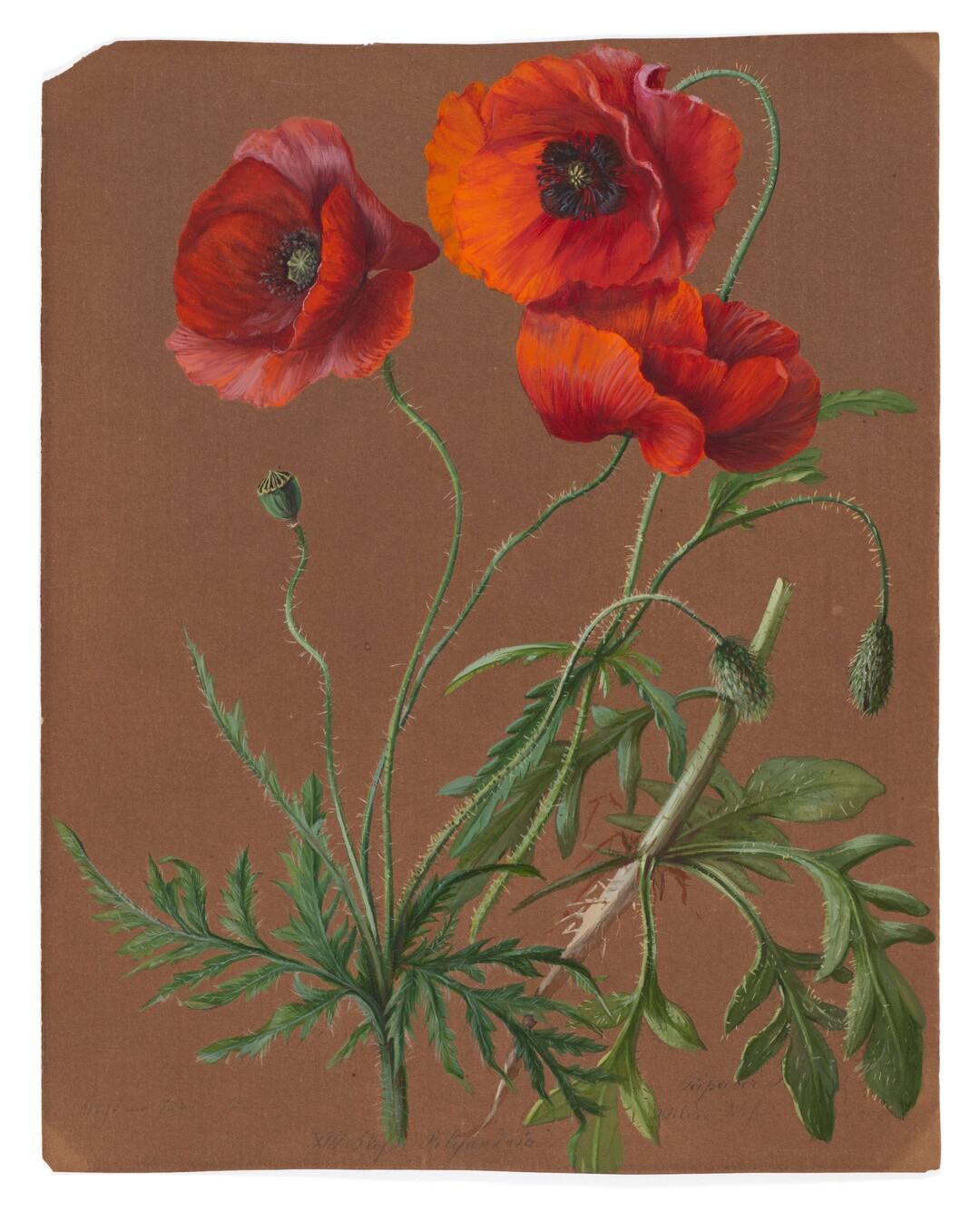 Elisabeth Schultz, Papaver rhoeas
(Klatschmohn), aus der Frankfurter
Flora, ca. 18351894, 31 x 23,6 cm, 