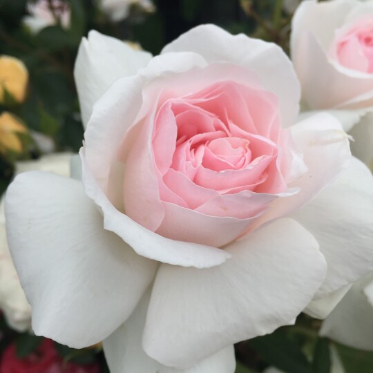  Emmelie de Forest Forever (Roses Forever)
ist eine wundervolle Floribunda-Rose aus der PlantnRelax-Serie mit leichtem Duft. Ihre besonders groen gefllten Blten sind auen wei mit einer rosa Bltenmitte und stehen in Dolden zusammen. Sie wird 80 bis 90 cm hoch und 50 bis 60 cm breit. Diese krftige, straff aufrecht wachsende, sehr gesunde und robuste Rose mit glnzend grnem Laub blht bis in den Herbst und ziert im Winter mit Hagebuttenschmuck. (RosesForever)