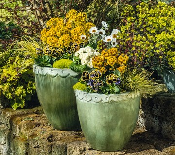 Publikumsliebling: Erysimum RYSI Winter Spirit von Kientzler