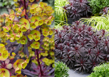 Euphorbia `KMMM024" (Miners Merlot)