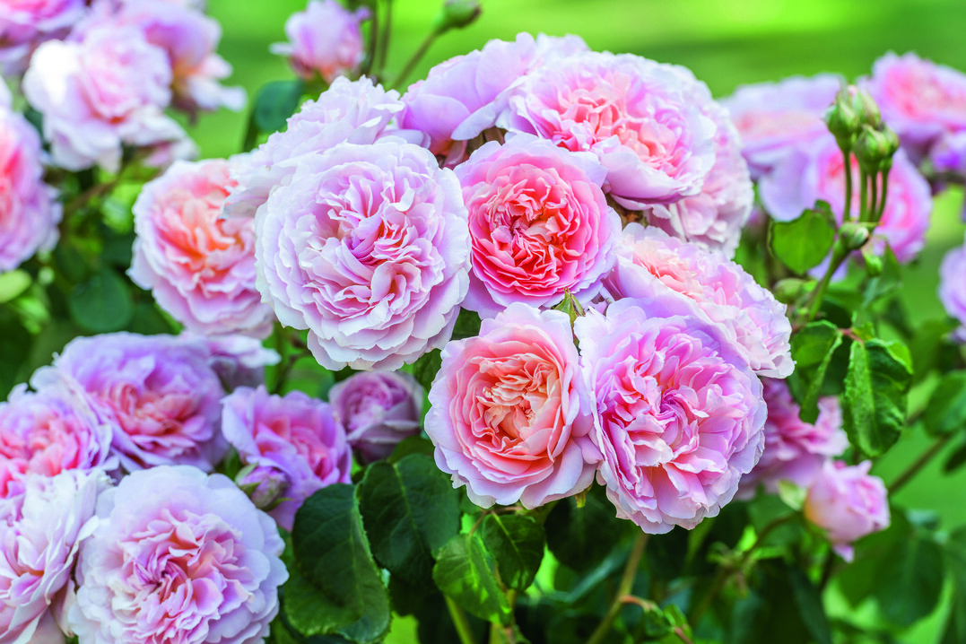 Rosa Eustacia Vye