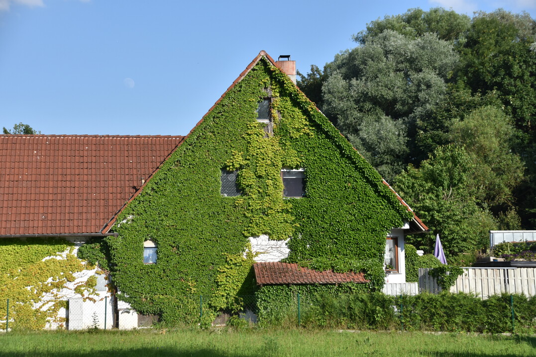 Fassadenbegrünungen (hier mit Parthenocissus) senken deutlich die Temperatur an der Fassade und binden Stickstoff sowie Feinstaub. Diesen Effekt haben Wissenschaftler aus NRW in Studien belegt.