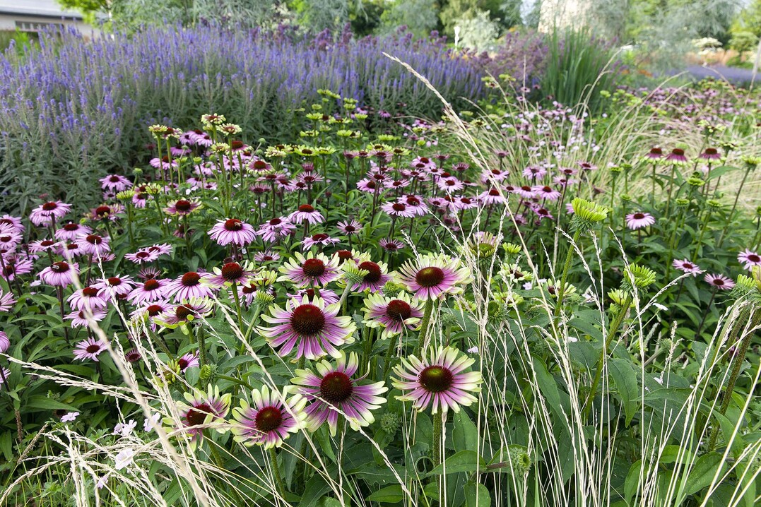 Scheinsonnenhut "Green Envy" (Echinacea), Große Staudenschau
