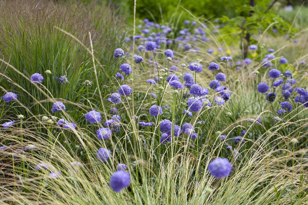 Skabiose "Gudrun" und Festuca meirei, Groe Staudenschau    