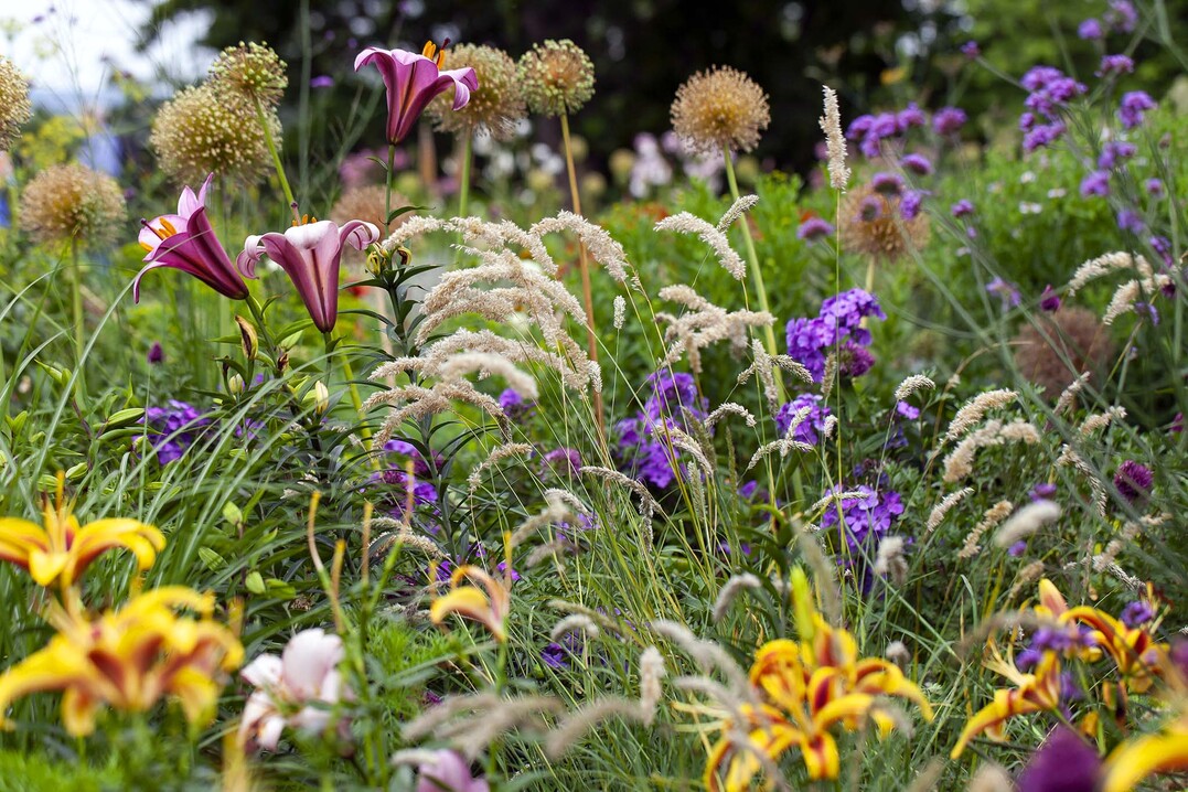 Neu angelegter Liliengarten mit Allium und Perlgras    