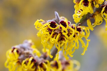  Hamamelis "Brandis" 