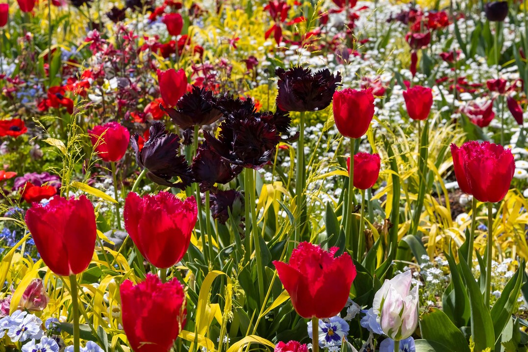 gartenfoto.eu / Martin Staffler