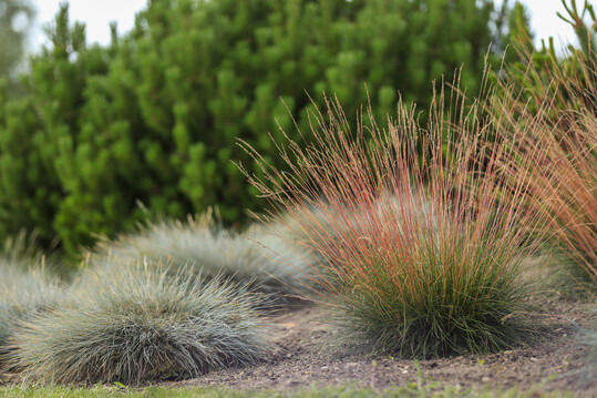    Festuca glauca "Sunrise" 