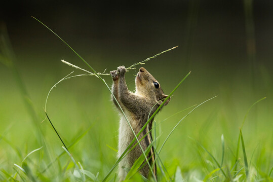 Bei "Wildlife in the Garden" wurde "Tasty" von Fernando Avanka erstplatziert. Das Bild zeigt ein Eichhrnchen, das auf den Hinterbeinen stehend an einem Samenkopf knabbert und dabei denkt: "Das schmeckt ja lecker".