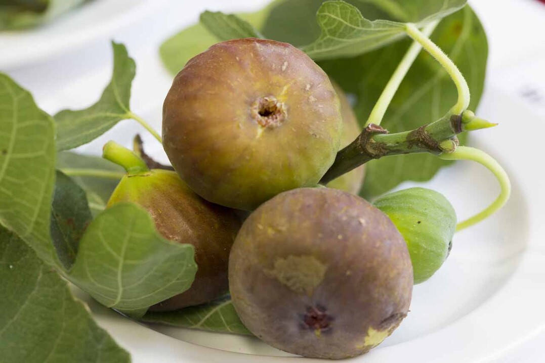 Ficus carica Firoma, eine Feigensorte fr den Selbstversorger-Garten