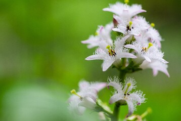 Fieberklee als Blume des Jahres 2020