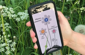 Die Bestimmungs-App Flora Incognita zeigt bei der Pflanzenbestimmung eine hohe Genauigkeit. 