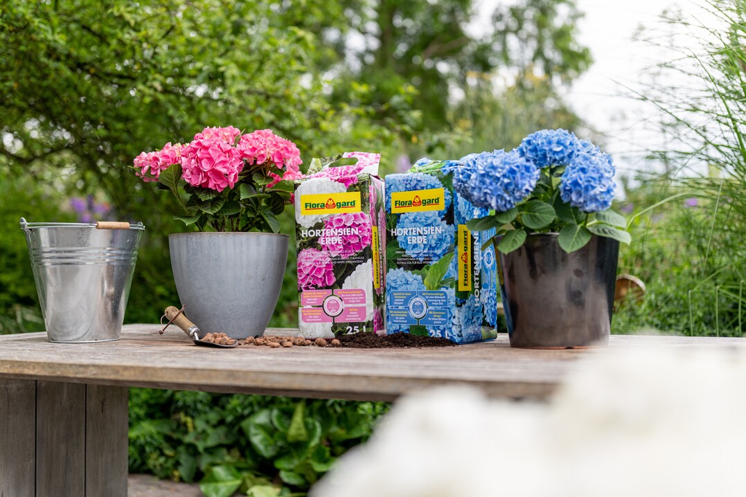 Torffreie Spezialerde fr die Trendpflanze Hydrangea mit und ohne Zusatz fr die blaue Bltenfrbung