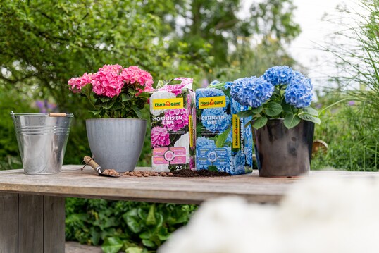Torffreie Spezialerde fr die Trendpflanze Hydrangea mit und ohne Zusatz fr die blaue Bltenfrbung