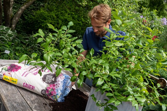  Floragard bietet fr viele Spezialanwendungen torffreie Substrate an, wie Sauer! fr Moorbeetpflanzen. 