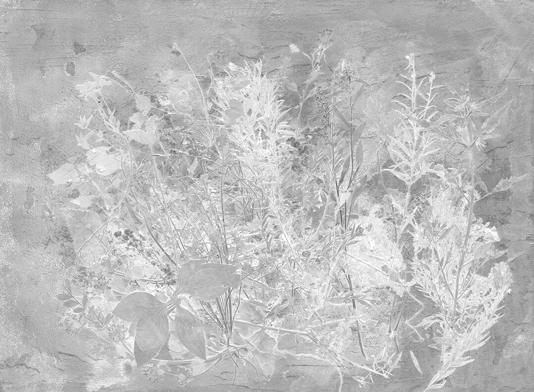 Martin Bergstrm: Tapetenkollektion Flora Hysterica.