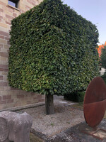 Rotbuche als Formbaum - Fagus sylvatica