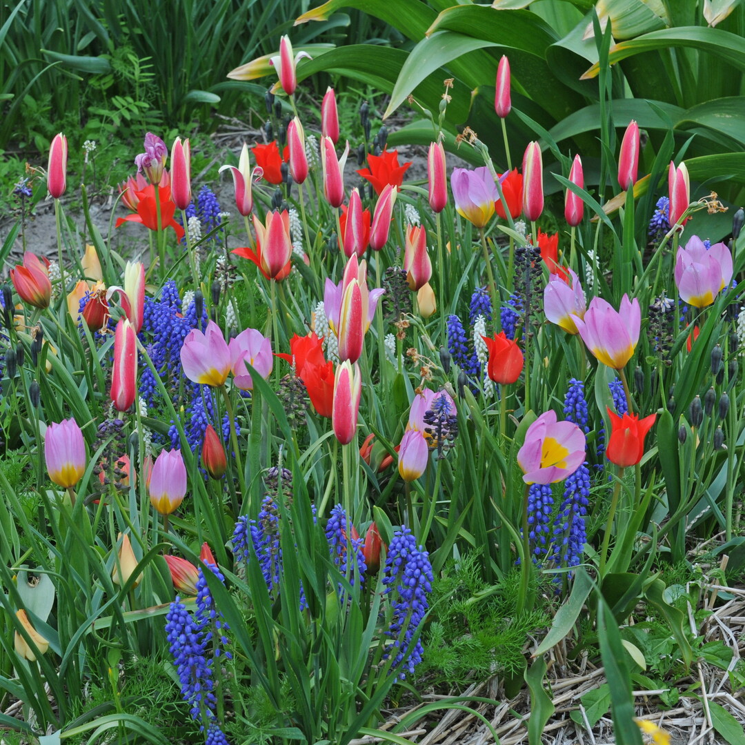 Der farbenfrohe Mix "Aladdin"s Carpet" bringt die rosa-gelbe Tulpe "Lilac Wonder" mit der rot-gelben "Tinka" zusammen und kombiniert diese mit drei unterschiedlichen Muscari.