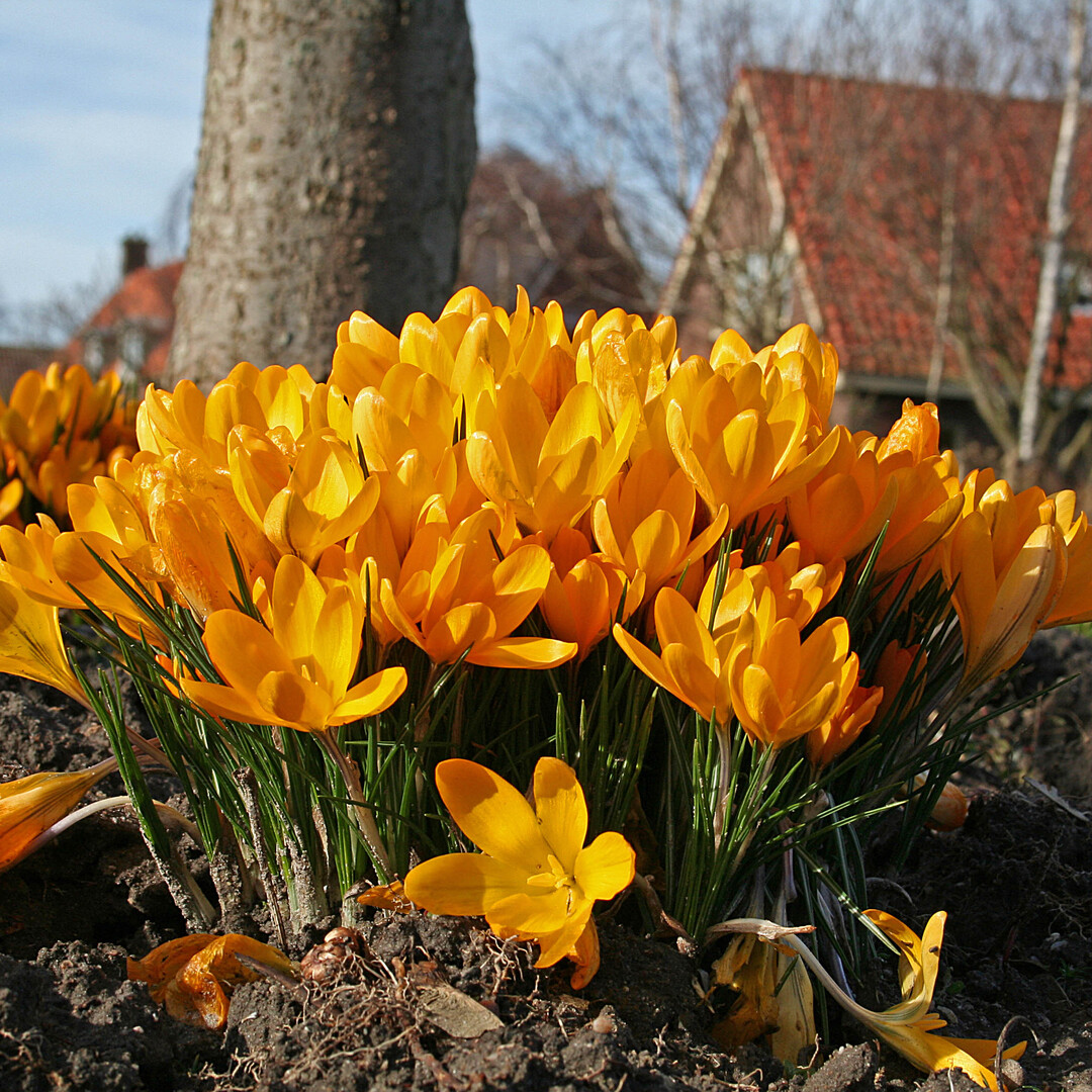 Der Krokus "Golden Yellow" trgt das Zertifitkat "Perfect for Pollinators" ("Perfekt fr Bestuber") der britischen RHS.