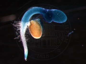 Arabidopsis-Keimling: Das Innenleben von Samen hlt fr Biologen noch etliche Rtsel bereit. 