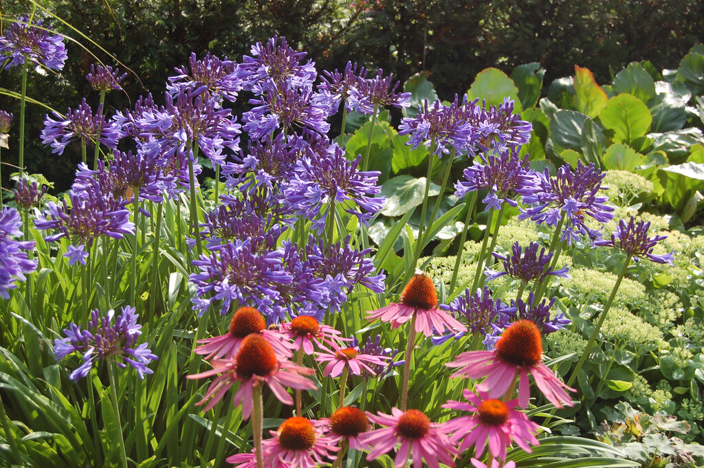 „Deutschlands größte Mustergartenanlage“ in voller Blüte Gartenpraxis