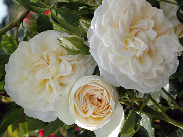 Rosa "Friedenslicht" - eine Strauchrosenzchtung von Rosen Tantau.