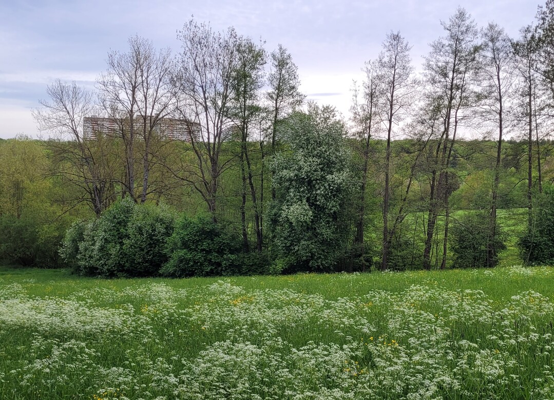 Üppiges Grün durch regenreiches Frühjahr