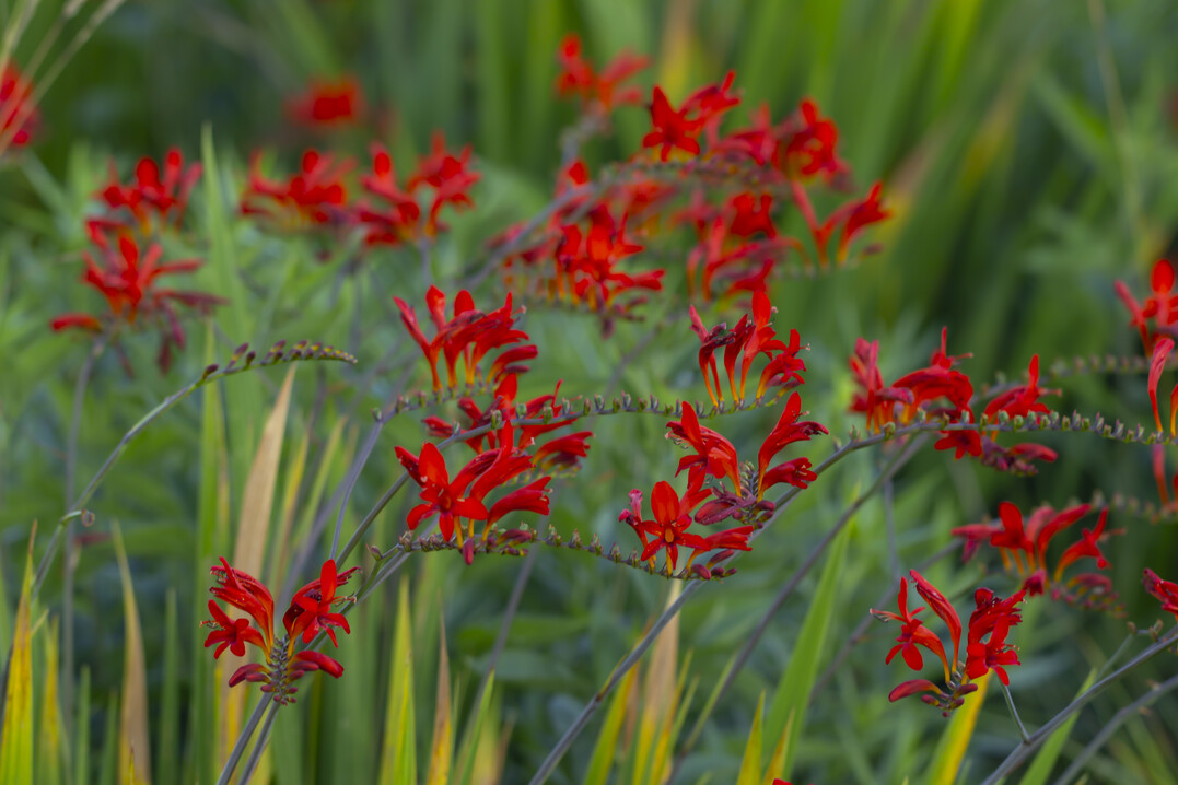 Crocosmia x crocosmiiflora �Lucifer� Bearbeiten