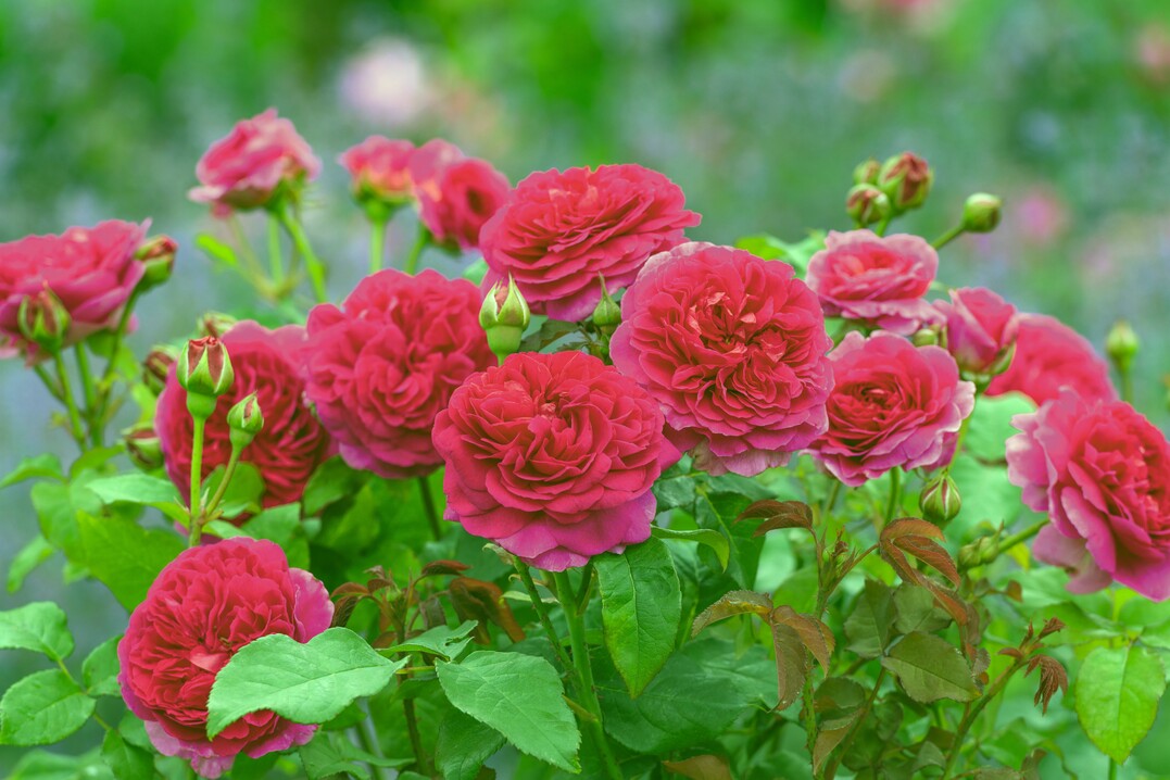 Rosa Gabriel Oak