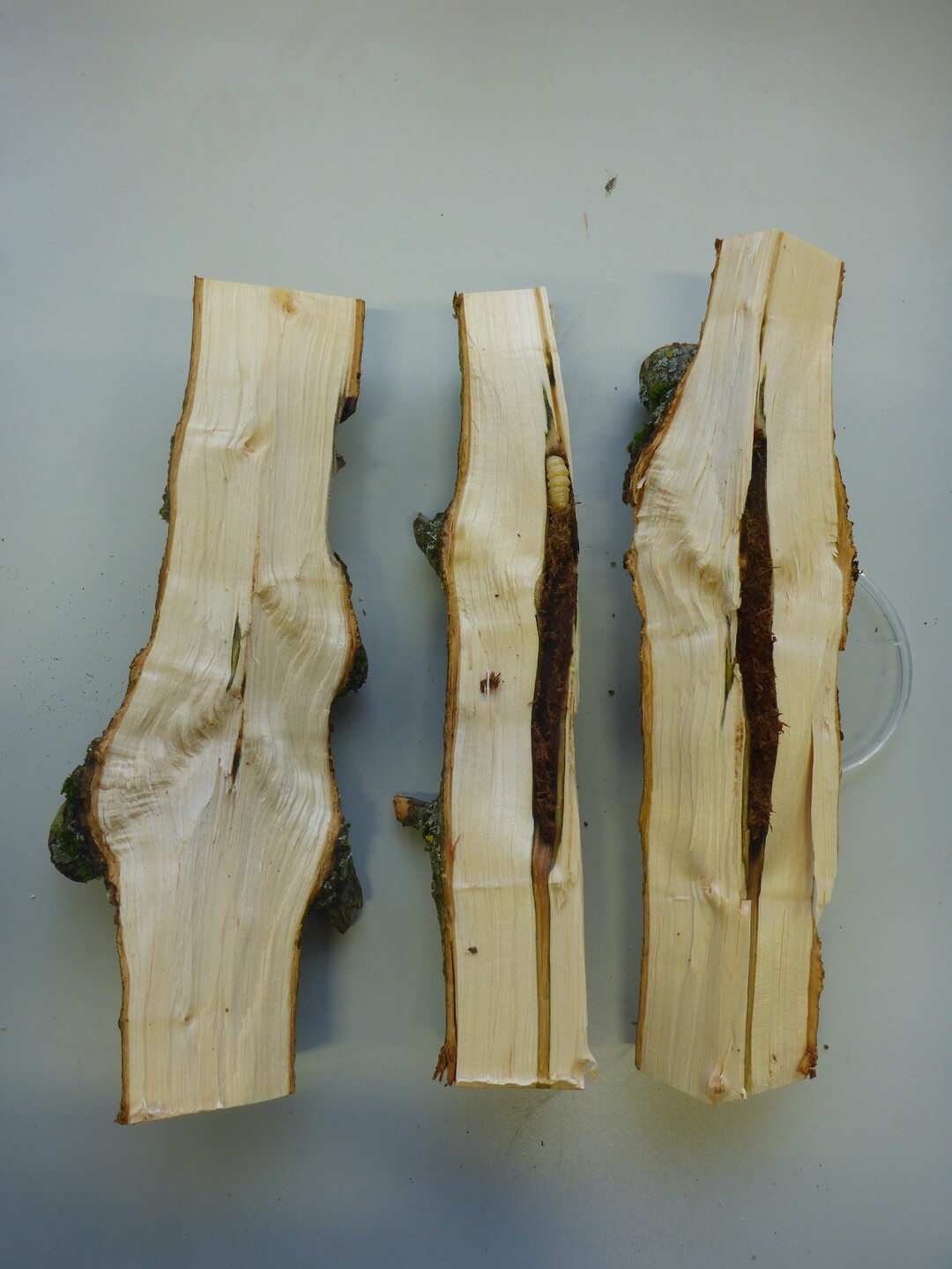 Gangsysteme des Asiatischen Laubholzbockkfers und Larve in befallenem Holz.