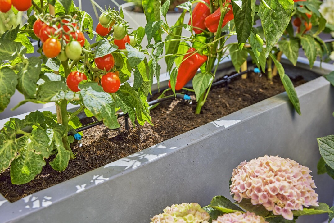 Micro Drip System von Gardena fr die Tomatenkultur im Kbel