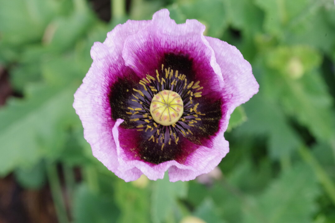 Der einjhrige Papaver somniferum ist eine Giftpflanze und enthlt giftige Alkaloide in allen Pflanzenteilen auer in den essbaren Samen. 