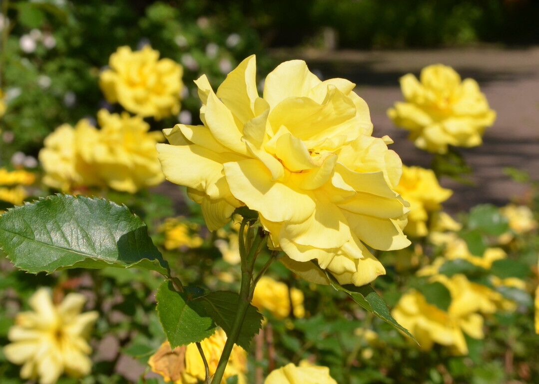  Duftrosen im Rosarium Herzogenriedpark: Die Rose "Gelbe Lichtknigin" duftet gut. 