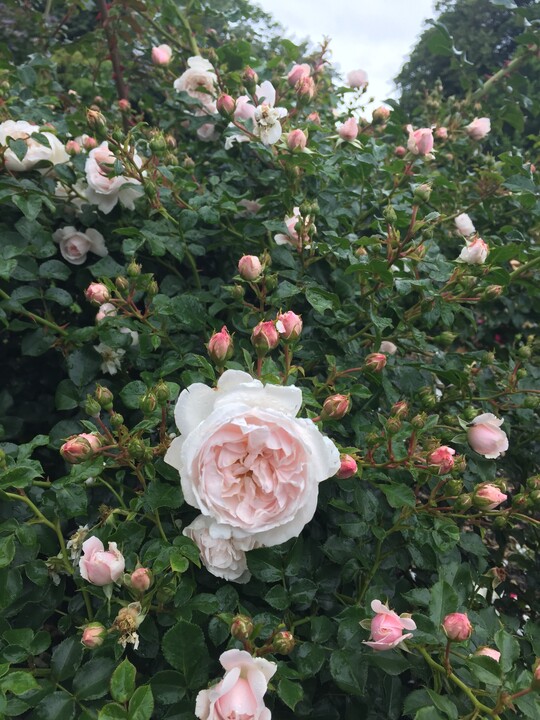  Die Bodendeckerrose The Re-Union Rose (Roses Forever) markiert das 100-jhrige Bestehen des deutsch-dnischen Abkommens ber die Grenzlinie. Ein sehr wichtiger Tag fr Norddeutschland und Sddnemark. Die Re-Union-Rose ist eine sehr stark wachsende Bodendeckerrose, die sich besonders fr groe Beete eignet. Gesund und mit vielen schnen kleinen gefllten Blten