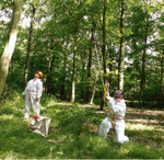 Mit Hilfe von Paintball-Markierern kann das Pheromon gezielt in die Eichenkronen gebracht werden.