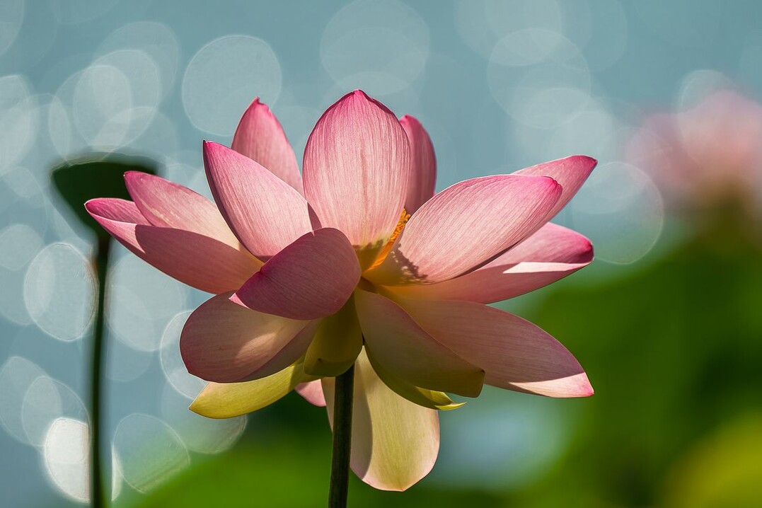   Controluce - Siegerfoto in der Kategorie "The Beauty of Plants"
