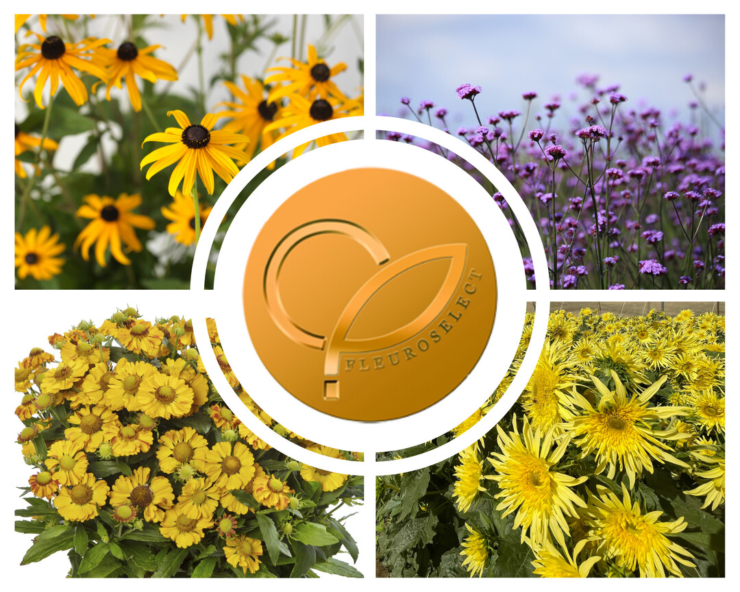 Die vier Fleuroselect-Goldmedaillen-Gewinner 2023 (im Uhrzeigersinn von links oben): Rudbeckia fulgida var. sullivantii
"Goldblitz" (PanAmerican Seed), Verbena bonariensis
"Vanity" (Van Hemert & Co.), Helianthus annuus
"Lemon Cutie"
(SeedSense) und Helenium autumnale
"HayDay Golden Bicolor"
(Syngenta Flowers)