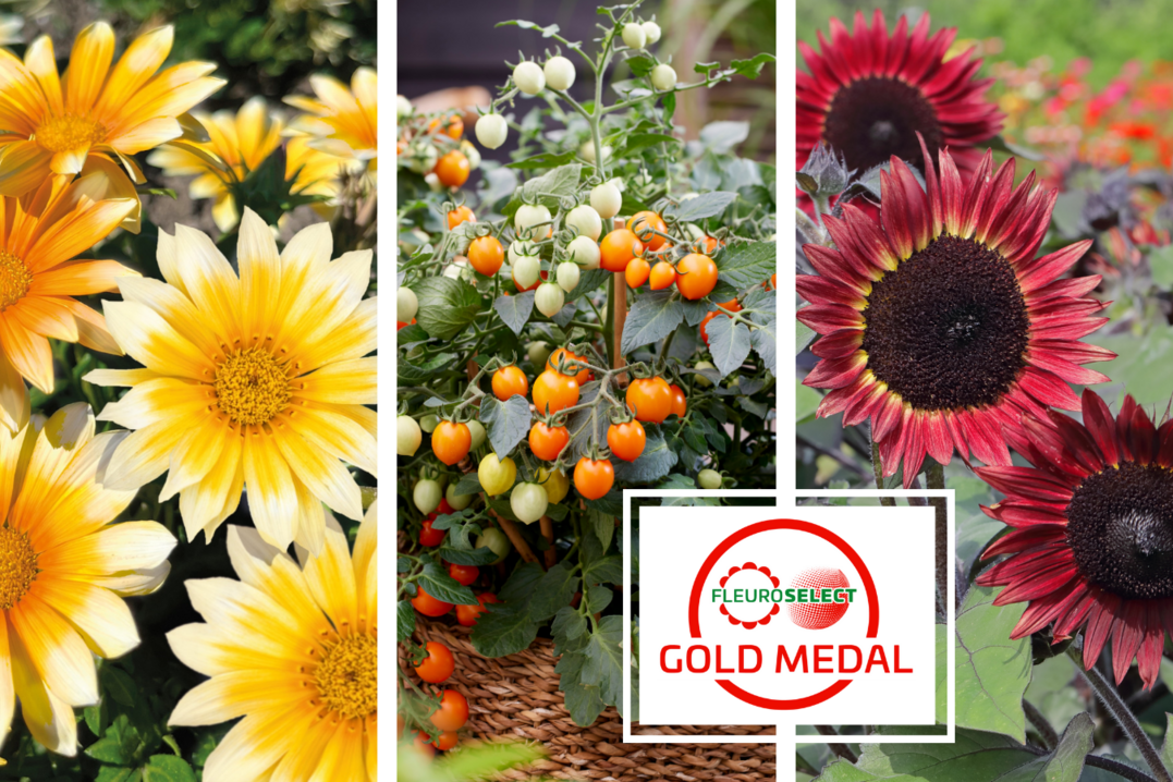 Eine Gazanie, eine Tomate und eine Sonnenblume sind die Fleuroselect-Gewinner 2024!