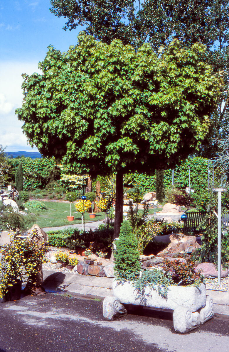 Kugelbäume für kleine Gärten Gartenpraxis