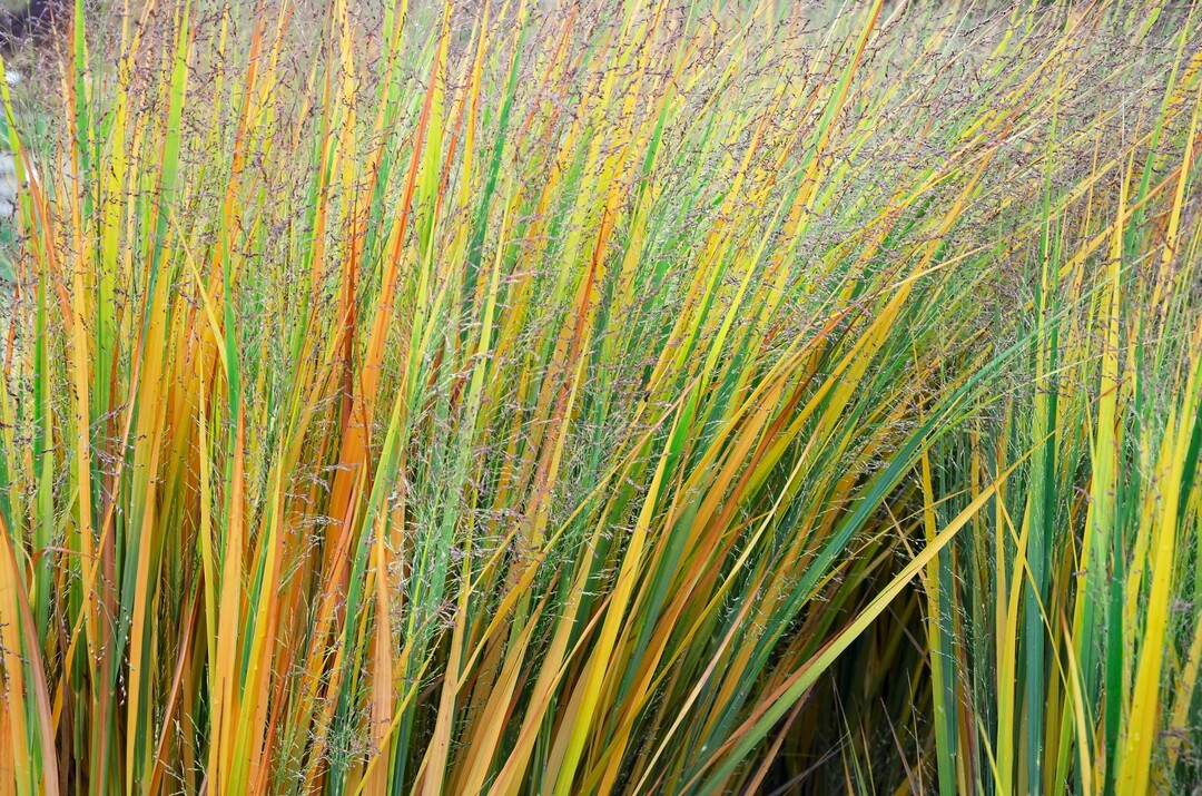 Khl und schnittig prsentiert sich Panicum virgatum Northwind im Sommer. Auch im Herbst lenkt diese straff aufrecht wachsende Rutenhirse die Aufmerksamkeit auf sich und wechselt schon frh von Graugrn in ein extravagantes Streifenkostm.