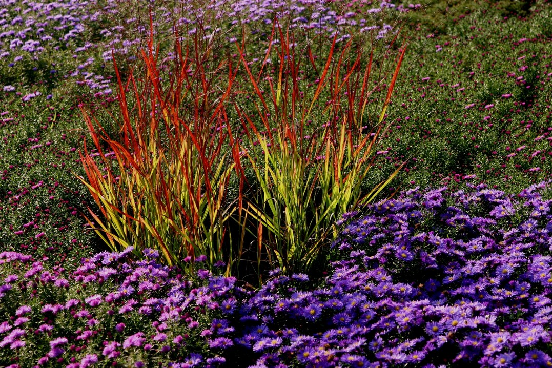 Die Halme von Panicum Rotstrahlbusch (Syn. "Hnse Herms") verfrben sich bereits im Juni von den Spitzen beginnend.