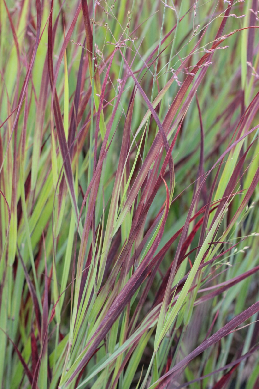 Die 80 bis 100 cm hohe Sorte Klsenmoor ist noch recht neu im Panicum-Sortiment, berzeugte in der Sichtung aber auf Anhieb. Neben den Blattspitzen, die sich im Herbst noch strker verfrben, besitzen auch die Blten eine rtliche Farbe.